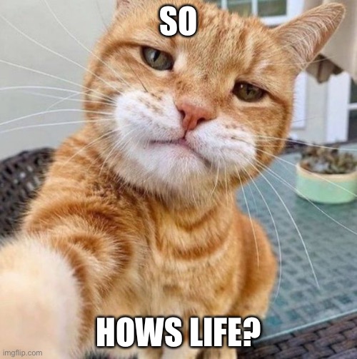 how ya doin? | SO; HOWS LIFE? | image tagged in funny,cats,life | made w/ Imgflip meme maker