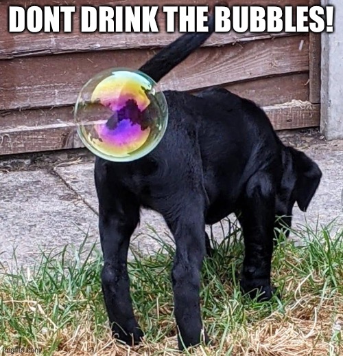 dont do it | DONT DRINK THE BUBBLES! | image tagged in funny,dogs,bubbles,farts | made w/ Imgflip meme maker