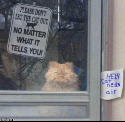 help | image tagged in funny,cat | made w/ Imgflip meme maker