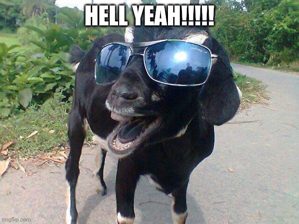 Hell Yeah Goat! | HELL YEAH!!!!! | image tagged in hell yeah goat | made w/ Imgflip meme maker