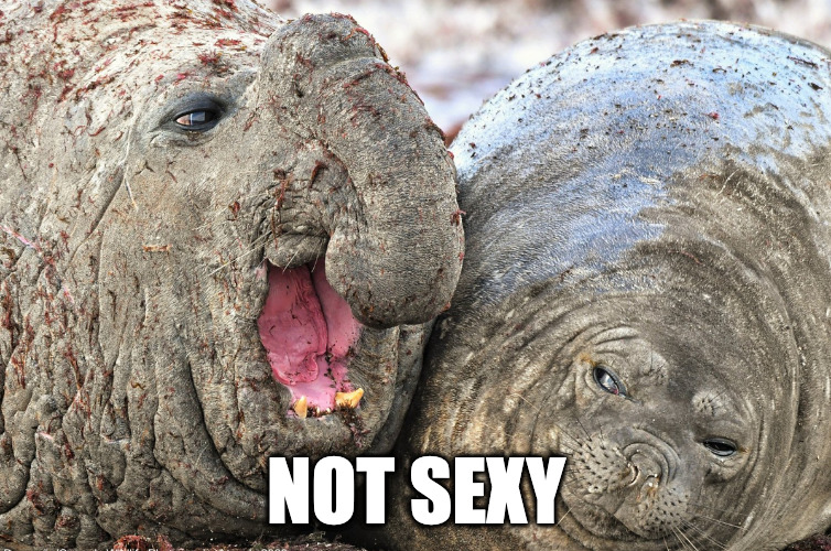 Not sexy | NOT SEXY | image tagged in funny | made w/ Imgflip meme maker