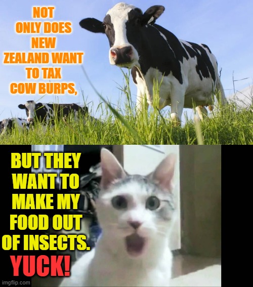 Oh The Horror! | NOT ONLY DOES NEW ZEALAND WANT TO TAX COW BURPS, BUT THEY WANT TO MAKE MY FOOD OUT OF INSECTS. YUCK! | image tagged in memes,politics,cows,burp,cats,insects | made w/ Imgflip meme maker