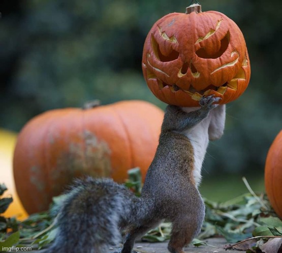 Jack-O-Squirrel | image tagged in squirrel,jack-o-lanterns,pumpkin,head,spooky month,funny animals | made w/ Imgflip meme maker