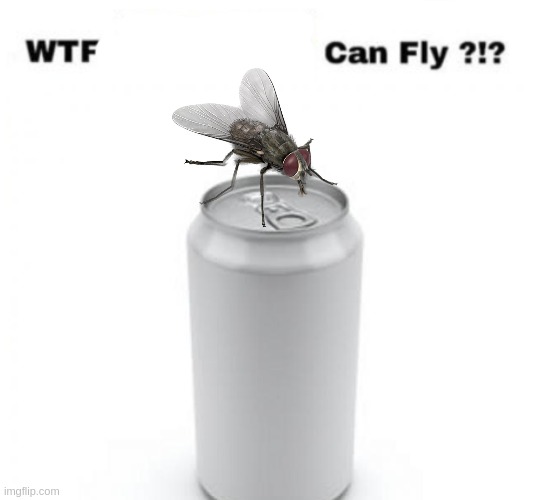 can fly | made w/ Imgflip meme maker