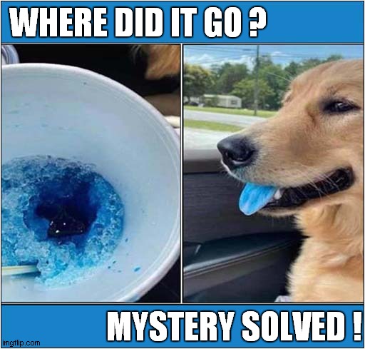 That Icy Was Full When I Had To Pop Back To The Shop ! | WHERE DID IT GO ? MYSTERY SOLVED ! | image tagged in dogs,icy,mystery | made w/ Imgflip meme maker