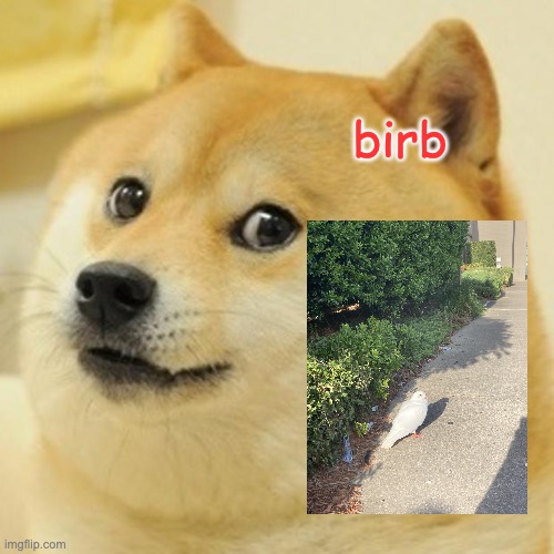 birbbb | birb | image tagged in memes,doge | made w/ Imgflip meme maker