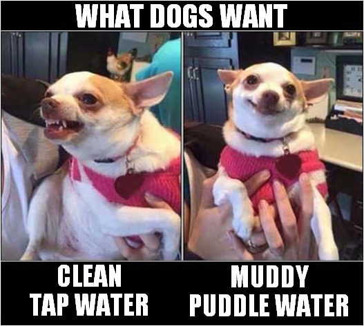 Would You Like A Drink ? | WHAT DOGS WANT; MUDDY PUDDLE WATER; CLEAN TAP WATER | image tagged in dogs,drink,water | made w/ Imgflip meme maker