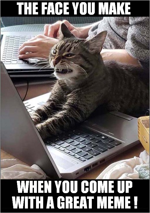 Computer Cat Shows You How ! | THE FACE YOU MAKE; WHEN YOU COME UP
WITH A GREAT MEME ! | image tagged in cats,computer,facial expressions,memes | made w/ Imgflip meme maker