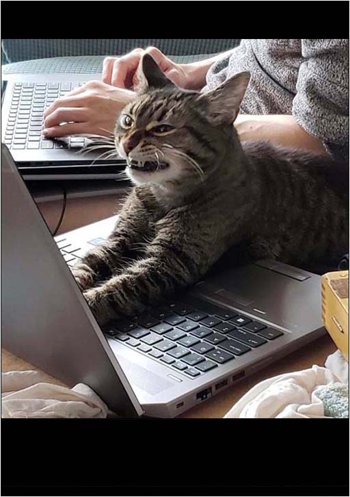 Small Angry Cat Except He's On A Computer : r/MemeTemplatesOfficial