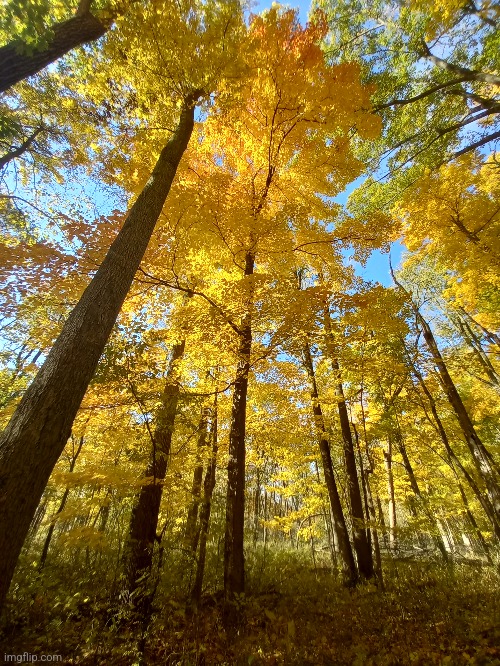 THE FOREST BY MY HOUSE IS YELLOW | image tagged in forest,fall,autumn,photos | made w/ Imgflip meme maker