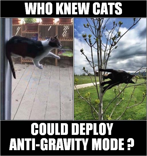 How Strange ? | WHO KNEW CATS; COULD DEPLOY ANTI-GRAVITY MODE ? | image tagged in cats,who knew,anti gravity | made w/ Imgflip meme maker