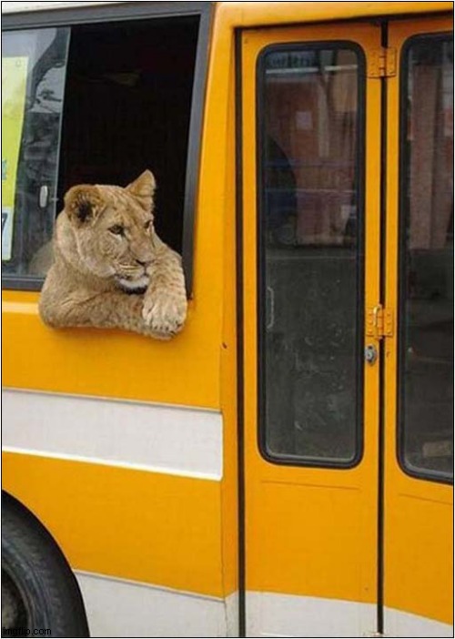 Not Many People On The Bus This Morning ! | image tagged in fun,lion,bus | made w/ Imgflip meme maker