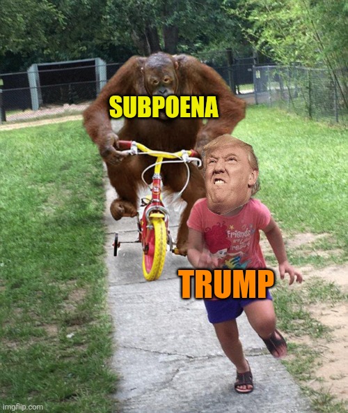 Will Trump have the courage to testify? | SUBPOENA TRUMP | image tagged in donald trump,political memes,maga,brandon,coward | made w/ Imgflip meme maker