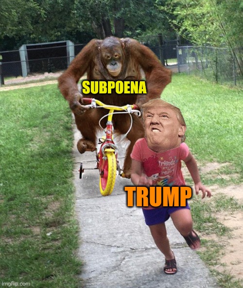 Will Trump have the courage to testify? | SUBPOENA; TRUMP | image tagged in maga,donald trump,brandon,political memes,coward | made w/ Imgflip meme maker