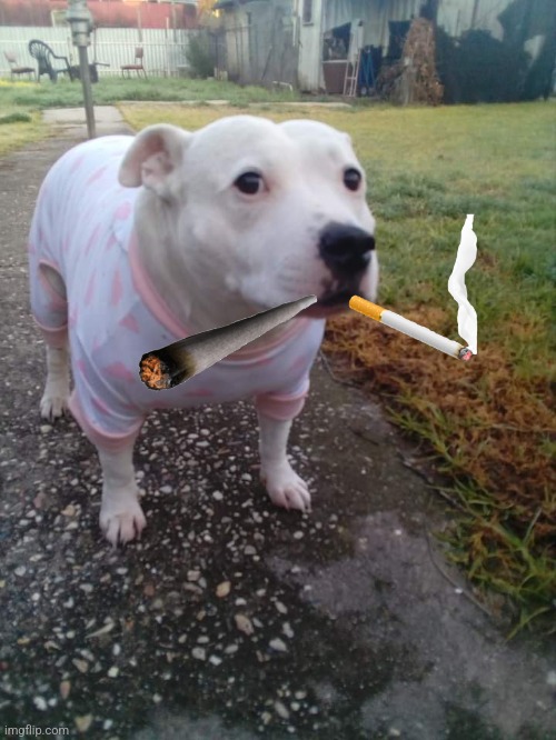 High quality Huh Dog | image tagged in high quality huh dog | made w/ Imgflip meme maker