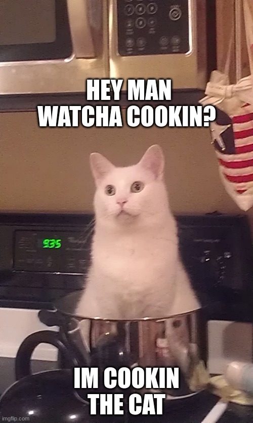 DOUCHE BAG ANGORA | HEY MAN WATCHA COOKIN? IM COOKIN THE CAT | image tagged in douche bag angora | made w/ Imgflip meme maker