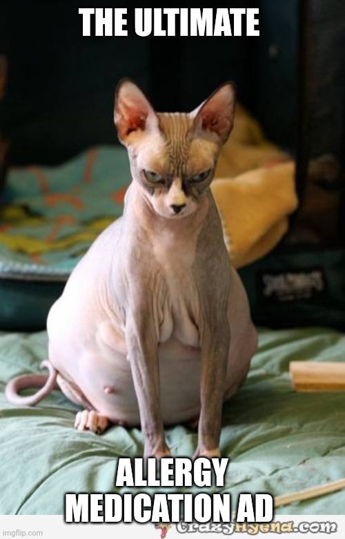 pregnant sphinx cat | THE ULTIMATE; ALLERGY MEDICATION AD | image tagged in pregnant sphinx cat | made w/ Imgflip meme maker