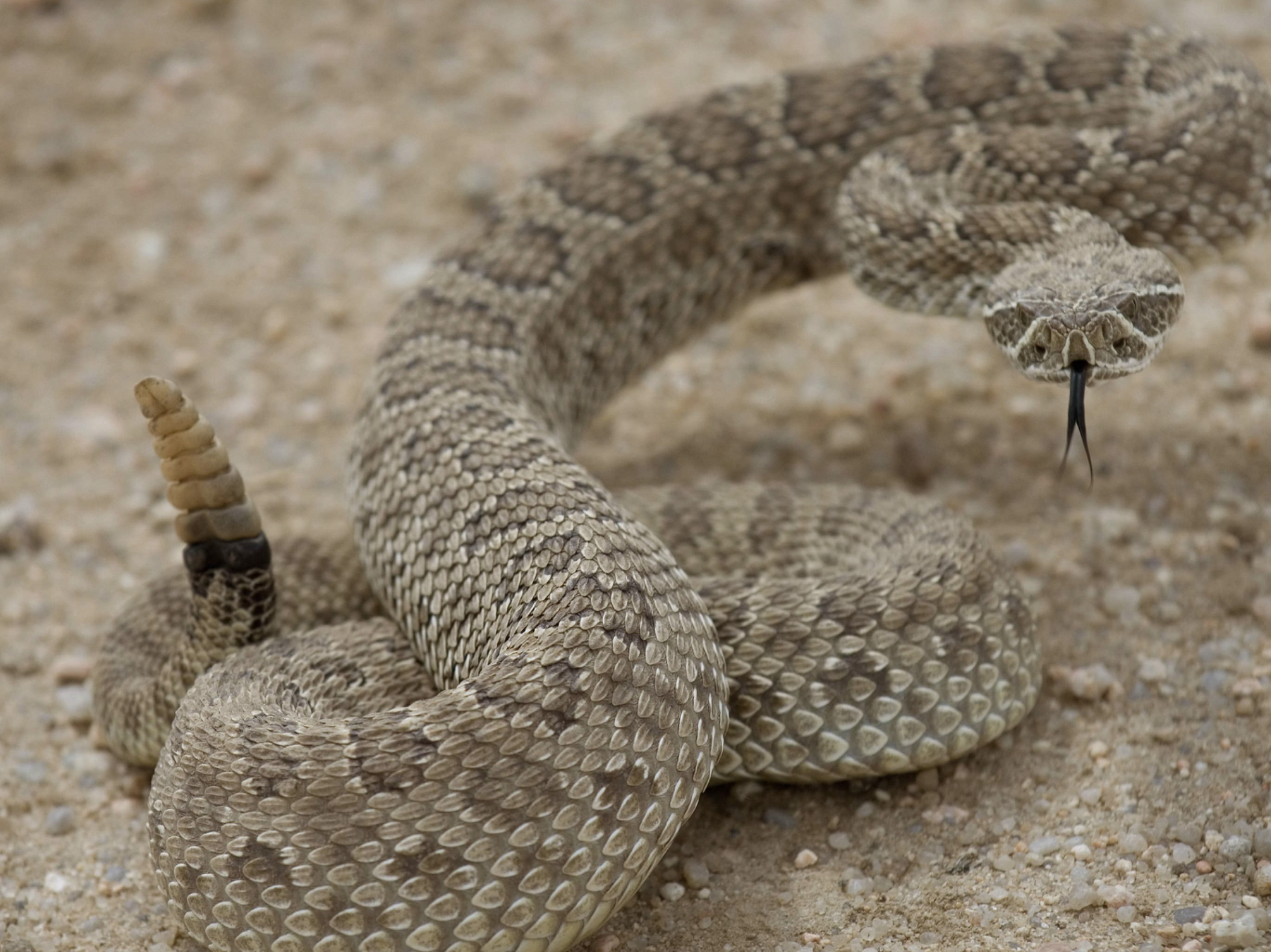 Rattlesnake Blank Meme Template