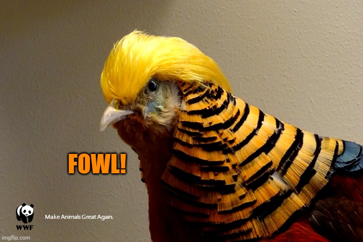 Trump Chicken | FOWL! | image tagged in trump chicken | made w/ Imgflip meme maker