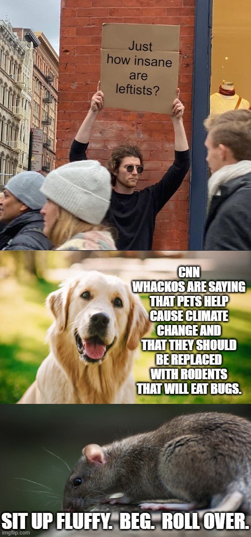 unfortunately, this is no joke. | CNN WHACKOS ARE SAYING THAT PETS HELP CAUSE CLIMATE CHANGE AND THAT THEY SHOULD BE REPLACED WITH RODENTS THAT WILL EAT BUGS. SIT UP FLUFFY.  BEG.  ROLL OVER. | image tagged in truth | made w/ Imgflip meme maker