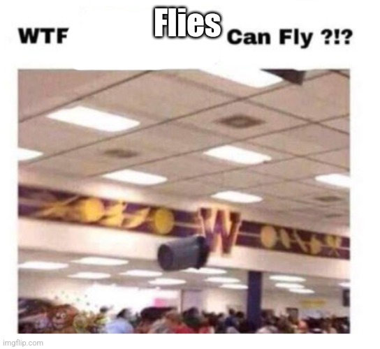 WTF --------- Can Fly ?!? | Flies | image tagged in wtf --------- can fly | made w/ Imgflip meme maker
