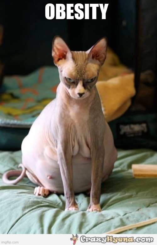 pregnant sphinx cat | OBESITY | image tagged in pregnant sphinx cat | made w/ Imgflip meme maker
