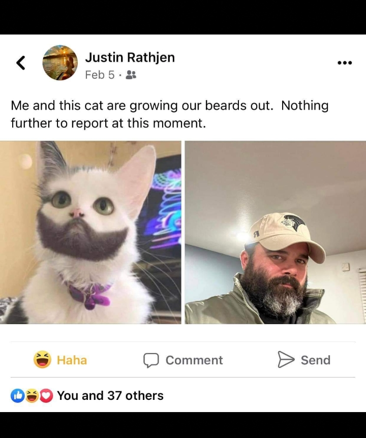 Cat beards Blank Meme Template