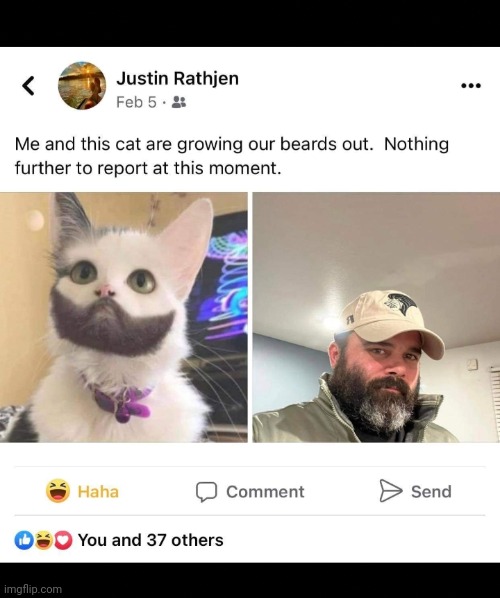 Cat beards | image tagged in cat beards | made w/ Imgflip meme maker