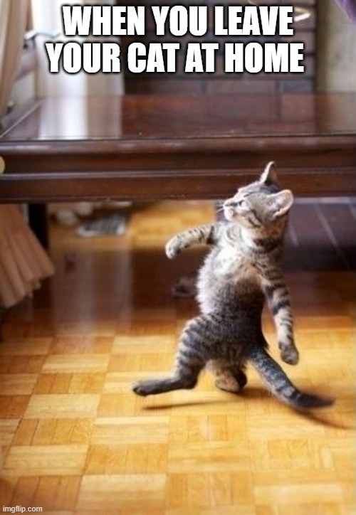 cats be like | WHEN YOU LEAVE YOUR CAT AT HOME | image tagged in memes,cool cat stroll | made w/ Imgflip meme maker