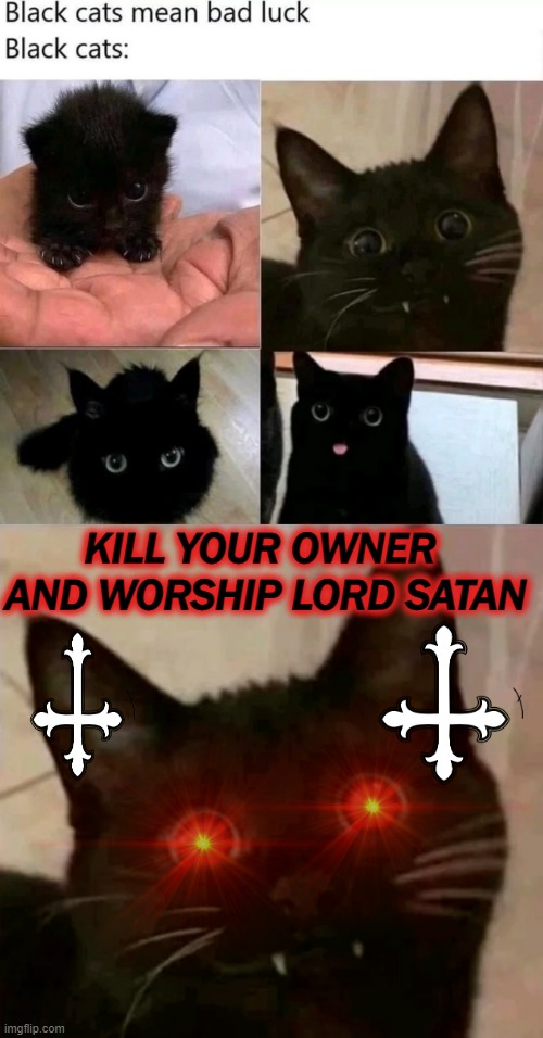 Black Cats | image tagged in cats,horror,funny,satan | made w/ Imgflip meme maker