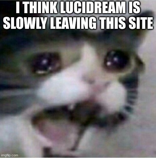 crying cat | I THINK LUCIDREAM IS SLOWLY LEAVING THIS SITE | image tagged in crying cat | made w/ Imgflip meme maker