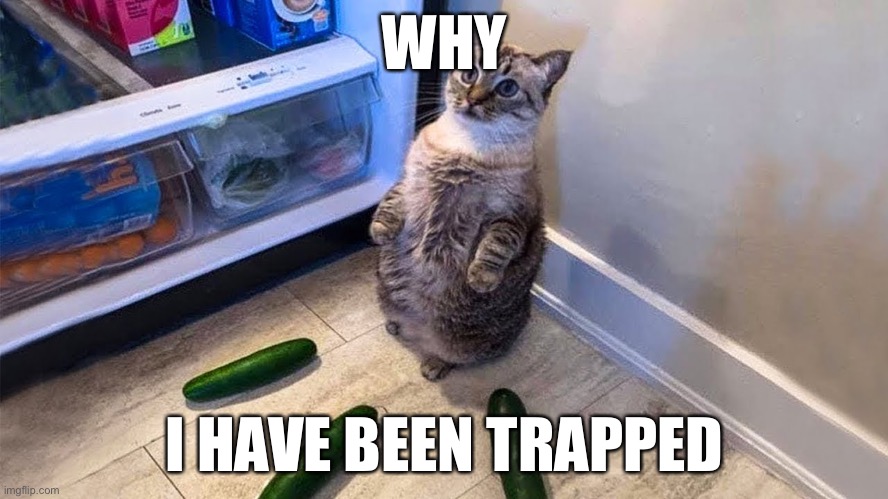 cucumber cat | WHY; I HAVE BEEN TRAPPED | image tagged in cats,funny,cucumbers | made w/ Imgflip meme maker