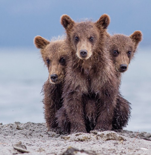 "Three Headed ("Kerberos")" Photo credit: Paolo Mignosa | image tagged in awesome,pics,photography | made w/ Imgflip meme maker