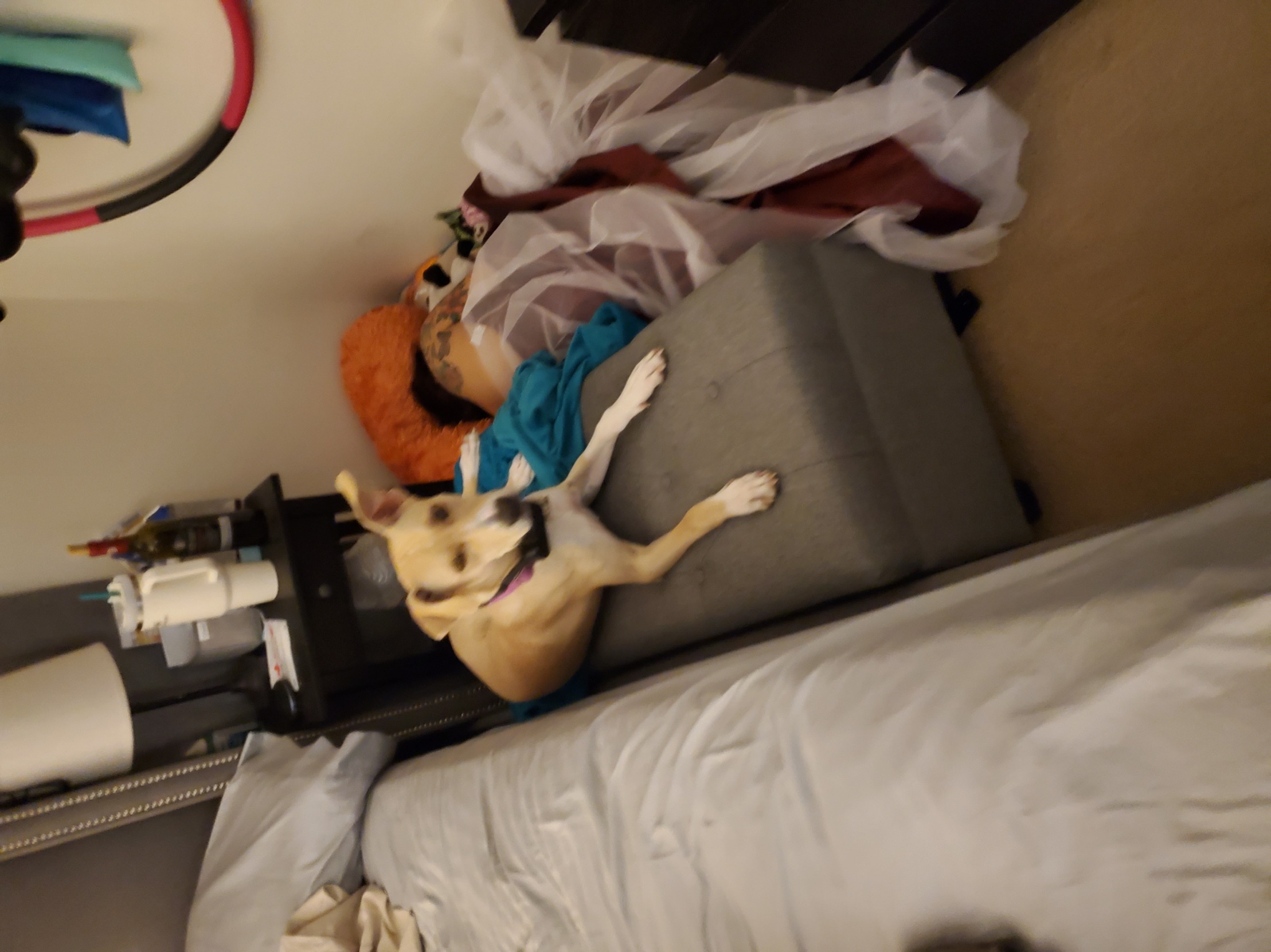 Passed out in dog bed Blank Meme Template
