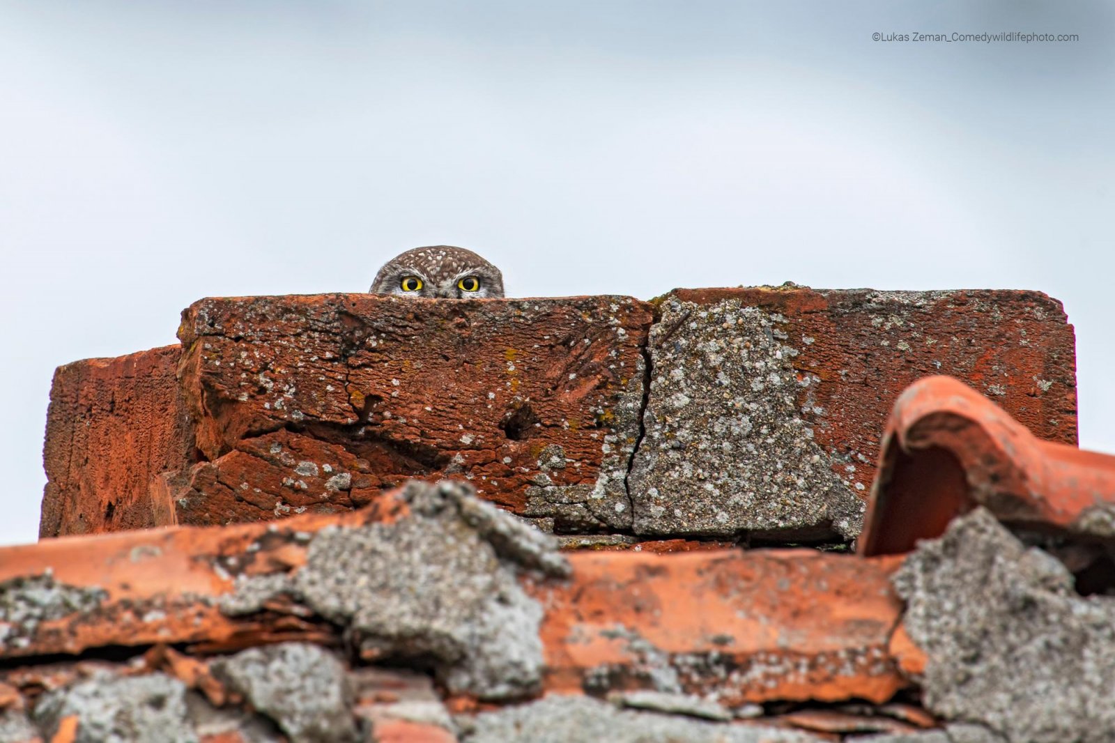 peeking owl Blank Meme Template