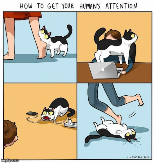 A Cat's Way Of Thinking | image tagged in memes,comics,cats,get,humans,attention | made w/ Imgflip meme maker