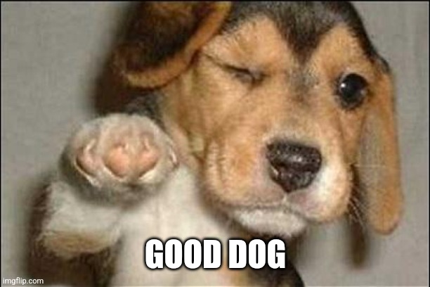 good job dog | GOOD DOG | image tagged in good job dog | made w/ Imgflip meme maker