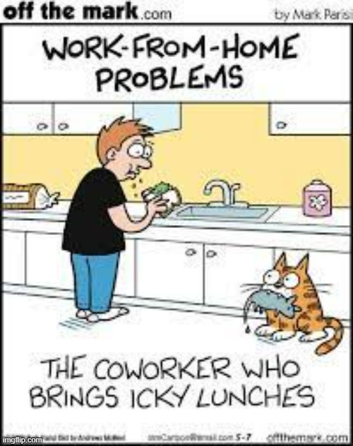 image tagged in memes,comics,cats,work from home,coworker,lunch | made w/ Imgflip meme maker