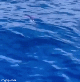 Snorting Fish Gif Image tagged in gifs,awesome - Imgflip