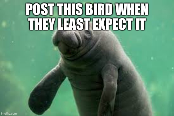 POST THIS BIRD WHEN THEY LEAST EXPECT IT | made w/ Imgflip meme maker