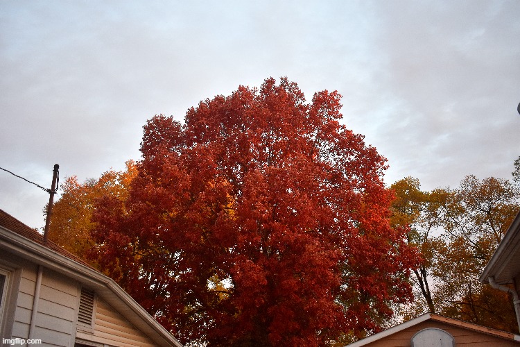 my next door neighbours tree | image tagged in oak tree,kewlew | made w/ Imgflip meme maker