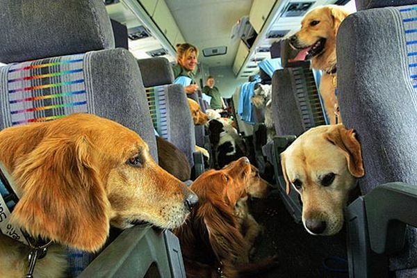Anxiety dogs on a plane Blank Meme Template