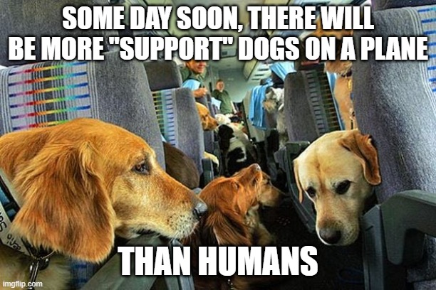 Anxiety dogs on a plane | SOME DAY SOON, THERE WILL BE MORE "SUPPORT" DOGS ON A PLANE; THAN HUMANS | image tagged in anxiety dogs on a plane | made w/ Imgflip meme maker