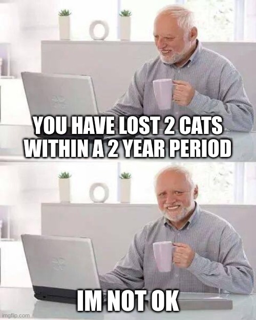 Tut and maze were there names | YOU HAVE LOST 2 CATS WITHIN A 2 YEAR PERIOD; IM NOT OK | image tagged in memes,hide the pain harold | made w/ Imgflip meme maker