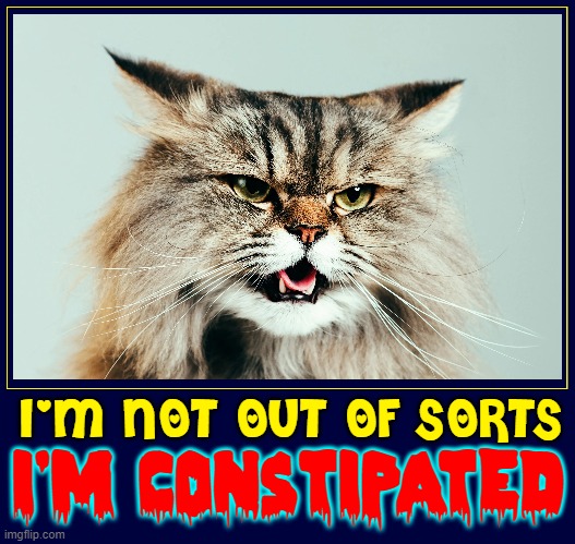 ICS (Irritable Cat Syndrome) |  I'M NOT OUT OF SORTS; I'M CONSTIPATED | image tagged in vince vance,cats,meow,constipation,constipated,funny cat memes | made w/ Imgflip meme maker