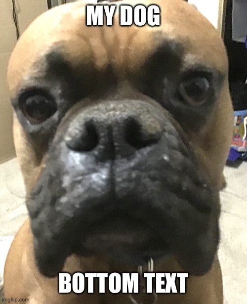 Chucho | MY DOG; BOTTOM TEXT | image tagged in chucho | made w/ Imgflip meme maker