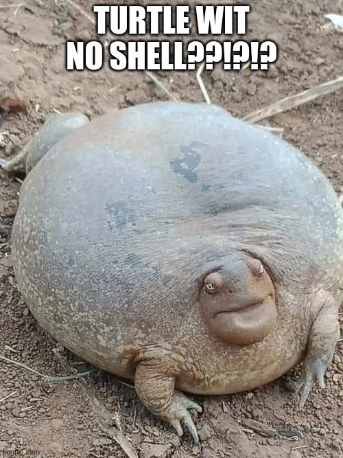 TURTLE WIT NO SHELL??!?!? | made w/ Imgflip meme maker