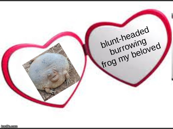 fat frog <3 | blunt-headed burrowing frog my beloved | made w/ Imgflip meme maker