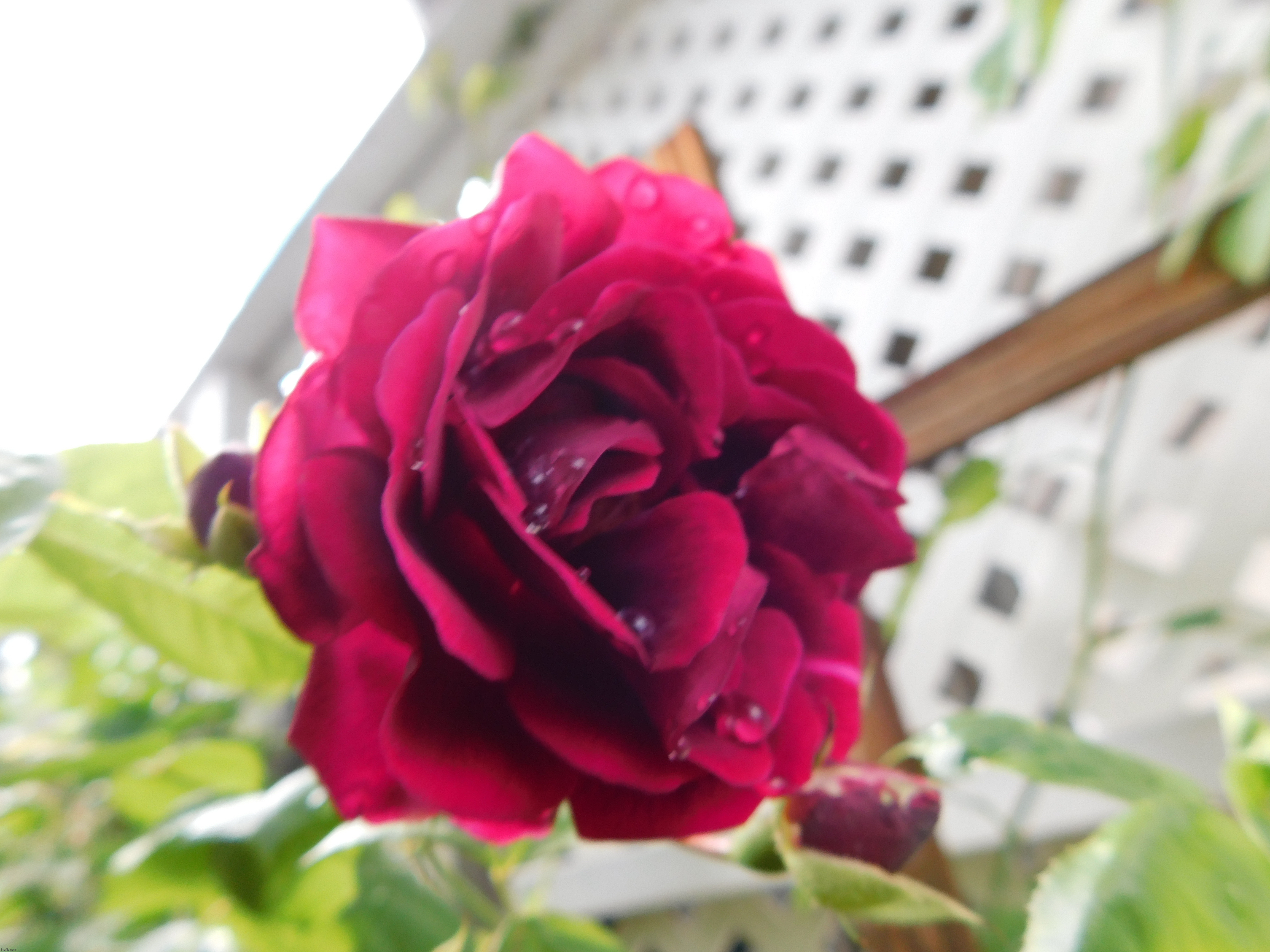 Flower on roses bush | image tagged in photography | made w/ Imgflip meme maker