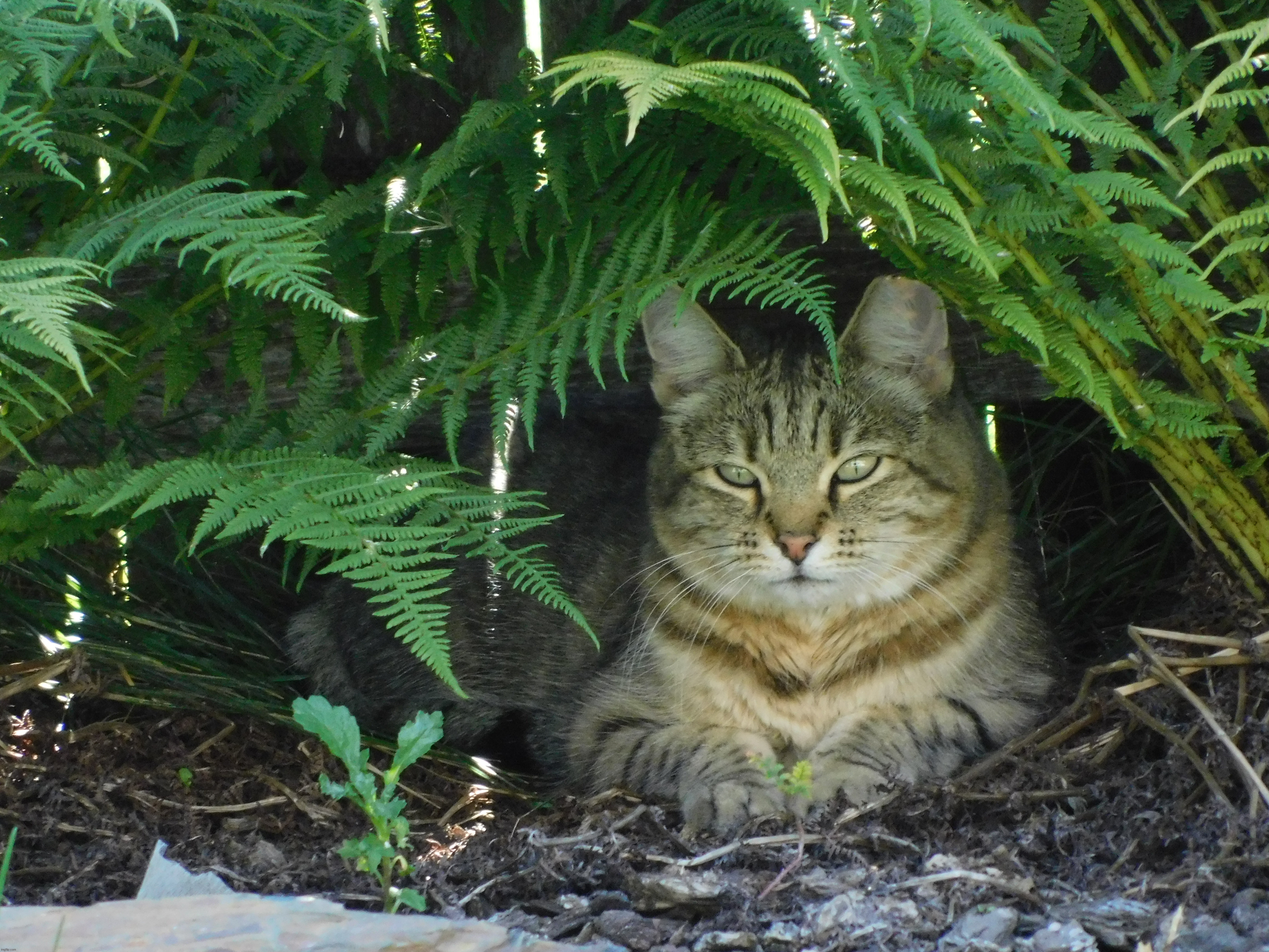 Cat looks like a tiger in the jungle | image tagged in photography | made w/ Imgflip meme maker